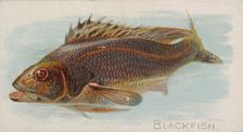 Blackfish, from the Fish from American Waters series (N8) for Allen & Ginter Cigarettes Br..., 1889. Creator: Allen & Ginter