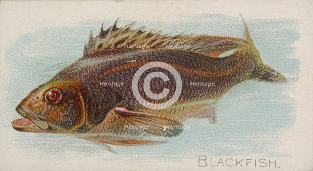 Blackfish, from the Fish from American Waters series (N8) for Allen & Ginter Cigarettes Br..., 1889. Creator: Allen & Ginter.