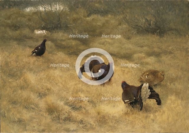 Blackgame in Springtime, 1907. Creator: Bruno Liljefors.