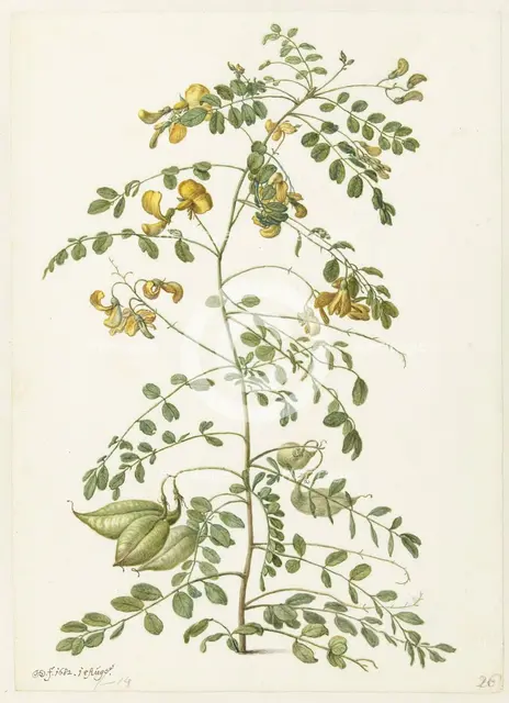 Bladder bush (Colutea arborescens), 1682. Creator: Herman Saftleven the Younger.