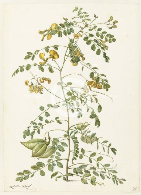 Bladder bush (Colutea arborescens), 1682. Creator: Herman Saftleven the Younger.