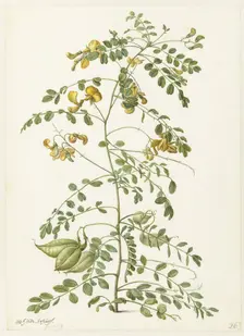 Bladder bush (Colutea arborescens), 1682. Creator: Herman Saftleven the Younger