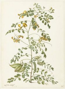 Bladder bush (Colutea arborescens), 1682. Creator: Herman Saftleven the Younger