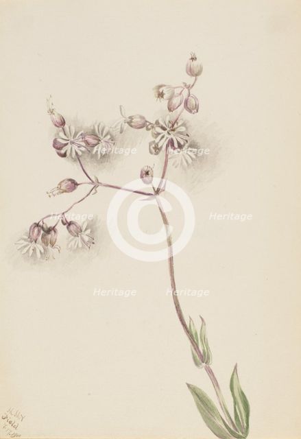 Bladder Campion (Silene latifolia), 1900. Creator: Mary Vaux Walcott.