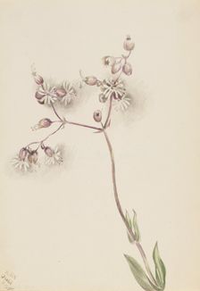 Bladder Campion (Silene latifolia), 1900. Creator: Mary Vaux Walcott