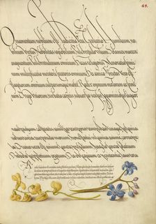 Bladder Senna and Alpine Squill; Mira calligraphiae monumenta, 1561-2; illumination added 1591-6. Creator: Joris Hoefnagel