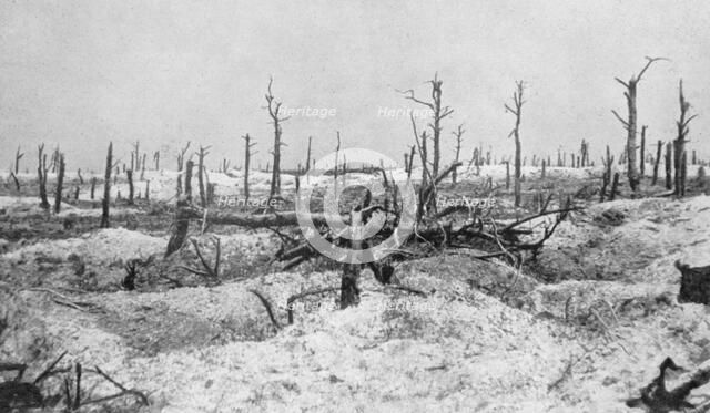 Blasted tree stumps, Mesnil, Champagne, France, World War I, 1915. Artist: Unknown