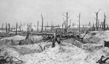 Blasted tree stumps, Mesnil, Champagne, France, World War I, 1915