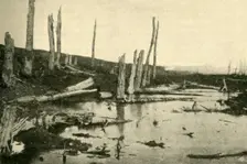 Blasted trees by the River Ancre, northern France, First World War, 1916, (c1920). Creator: Unknown