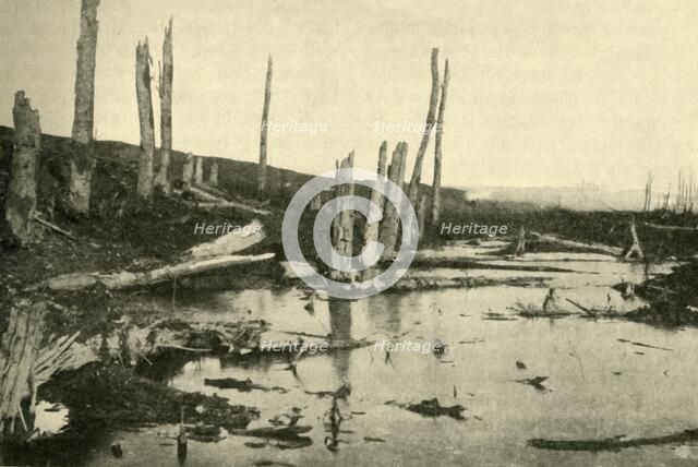 Blasted trees by the River Ancre, northern France, First World War, 1916, (c1920). Creator: Unknown.