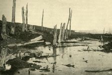 Blasted trees by the River Ancre, northern France, First World War, 1916, (c1920). Creator: Unknown