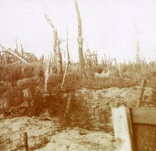 Blasted wood, Nieuwpoort, Flanders, Belgium, c1914-c1918