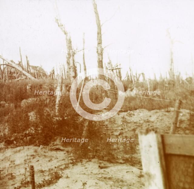 Blasted wood, Nieuwpoort, Flanders, Belgium, c1914-c1918. Artist: Unknown.