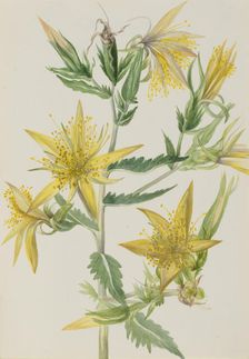 Blazing Star (Mentzelia laevicaulis), ca. 1930s. Creator: Mary Vaux Walcott