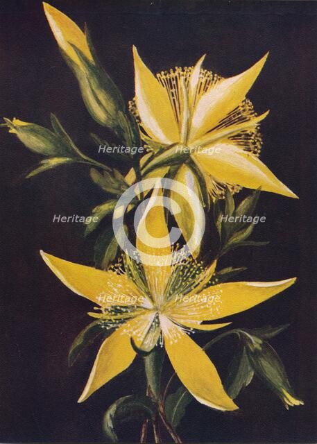 'Blazing Star', c1915, (1915). Artist: Emma Graham Clock.