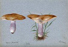 Blewit fungus (Lepista saeva): two fruiting bodies, 1897. Creator: Unknown