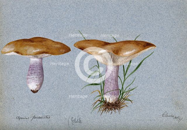 Blewit fungus (Lepista saeva): two fruiting bodies, 1897. Creator: Unknown.