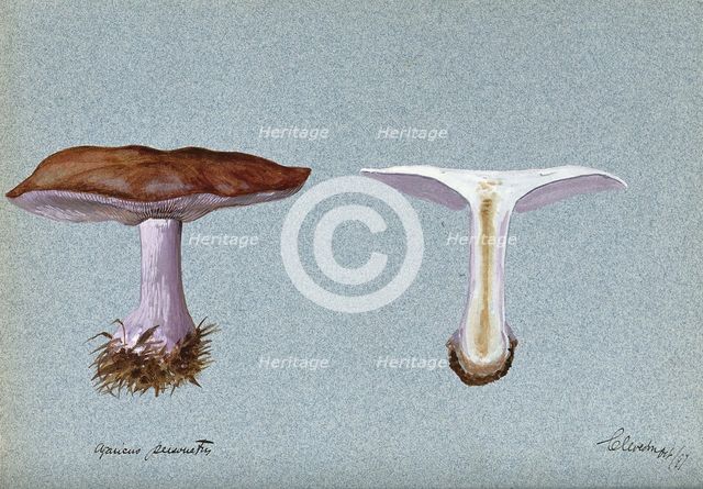 Blewit fungus (Lepista saeva): two fruiting bodies, one sectioned, 1897. Creator: Unknown.