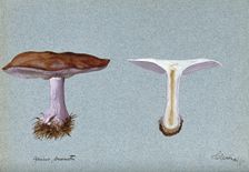 Blewit fungus (Lepista saeva): two fruiting bodies, one sectioned, 1897. Creator: Unknown