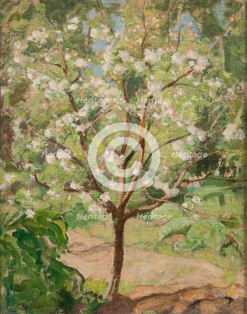 Blooming apple tree, 1924.