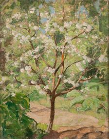 Blooming apple tree, 1924