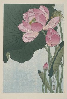 Blooming lotus flowers, 1920-1930. Creator: Ohara, Koson (1877-1945)