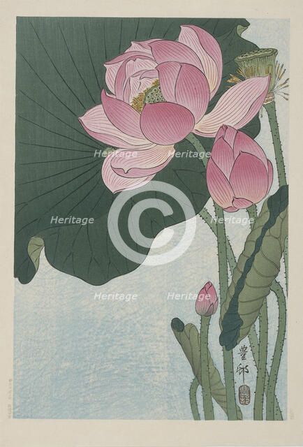 Blooming lotus flowers, 1920-1930. Creator: Ohara, Koson (1877-1945).