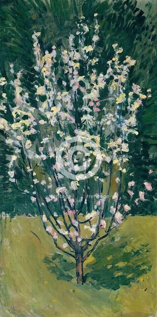 Blooming small tree, 1913. Creator: Koloman Moser.