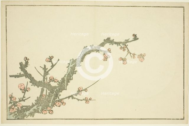 Blooming Plum Tree, from The Picture Book of Realistic Paintings of Hokusai..., Japan, c. 1814. Creator: Hokusai.