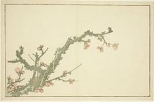 Blooming Plum Tree, from The Picture Book of Realistic Paintings of Hokusai..., Japan, c. 1814. Creator: Hokusai
