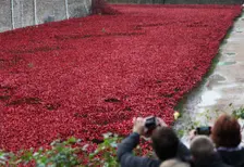 Blood Swept Lands and Seas of Red Tower of London, 2014. Artist: Sheldon Marshall
