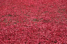 Blood Swept Lands and Seas of Red Tower of London, 2014. Artist: Sheldon Marshall