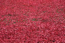 Blood Swept Lands and Seas of Red Tower of London, 2014. Artist: Sheldon Marshall