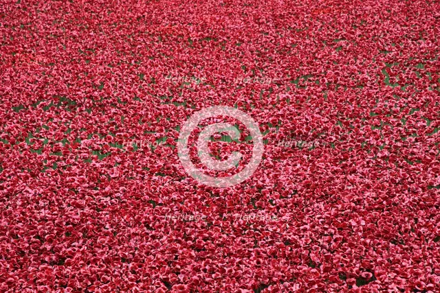 'Blood Swept Lands and Seas of Red', Tower of London, 2014.  Artist: Sheldon Marshall