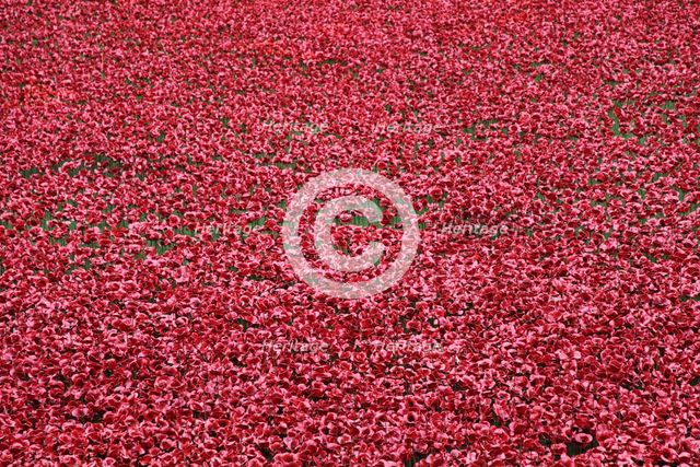'Blood Swept Lands and Seas of Red', Tower of London, 2014.  Artist: Sheldon Marshall