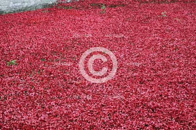 'Blood Swept Lands and Seas of Red', Tower of London, 2014.  Artist: Sheldon Marshall
