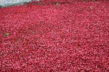 Blood Swept Lands and Seas of Red Tower of London, 2014. Artist: Sheldon Marshall