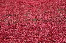 Blood Swept Lands and Seas of Red Tower of London, 2014. Artist: Sheldon Marshall