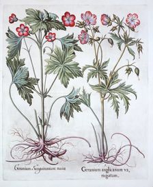 Bloody Cranesbill and Bigroot Cranesbill, from Hortus Eystettensis by Basil Besler (1561-1629), p