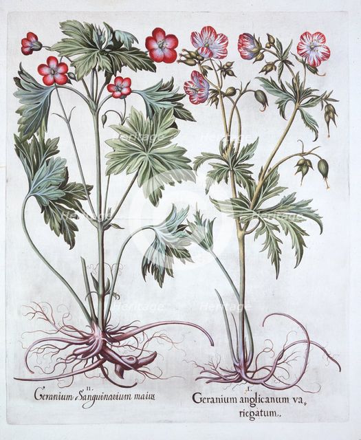 Bloody Cranesbill and Bigroot Cranesbill, from 'Hortus Eystettensis', by Basil Besler (1561-1629), p