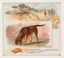 Bloodhound, from Quadrupeds series (N41) for Allen & Ginter Cigarettes, 1890. Creator: Allen & Ginter