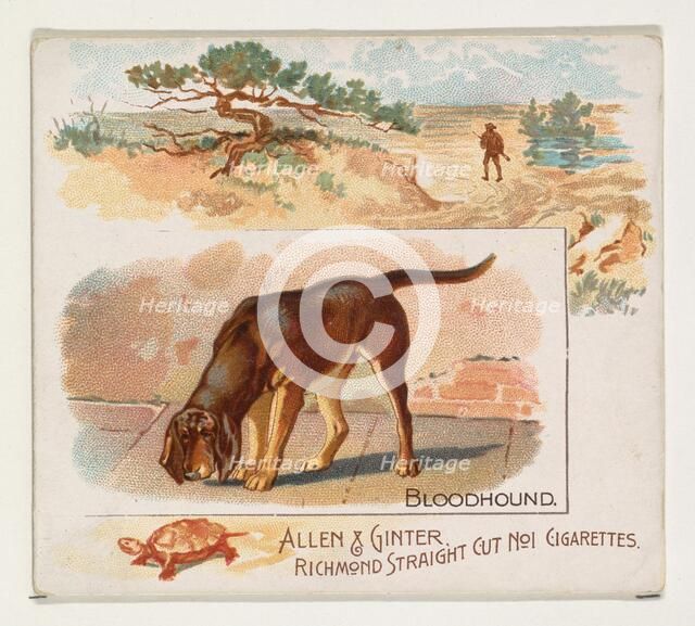 Bloodhound, from Quadrupeds series (N41) for Allen & Ginter Cigarettes, 1890. Creator: Allen & Ginter.