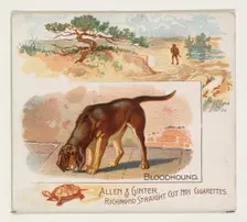 Bloodhound, from Quadrupeds series (N41) for Allen & Ginter Cigarettes, 1890. Creator: Allen & Ginter