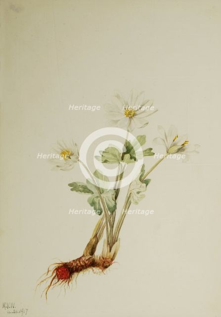 Bloodroot (Sanguinaria canadensis), 1917. Creator: Mary Vaux Walcott.