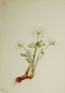 Bloodroot (Sanguinaria canadensis), 1917. Creator: Mary Vaux Walcott