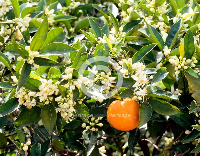 Blossom and fruit on an orange tree, Majorca, Spain. Creator: Peter Thompson.