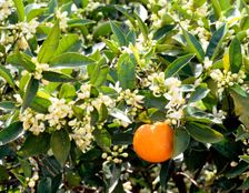 Blossom and fruit on an orange tree, Majorca, Spain. Creator: Peter Thompson