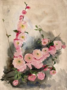 Blossom of an ornamental cherry (Prunus species), c19th century. Creator: Unknown