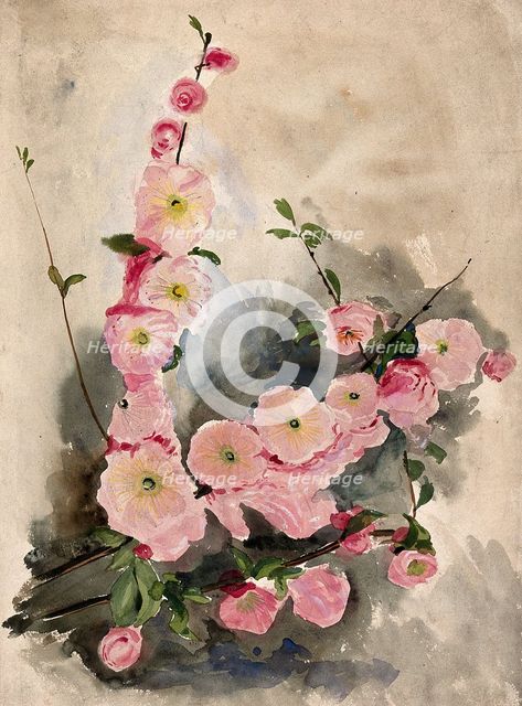 Blossom of an ornamental cherry (Prunus species), c19th century. Creator: Unknown.