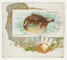 Blowfish, from Fish from American Waters series (N39) for Allen & Ginter Cigarettes, 1889. Creator: Allen & Ginter